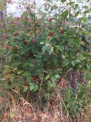 Sorbus aucuparia