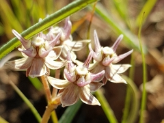 Asclepias stellifera