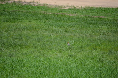 Paroaria coronata