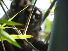 Aotus brumbacki
