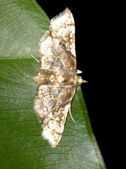 Omphisa