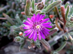 Drosanthemum ambiguum