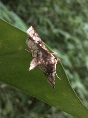 Omphisa