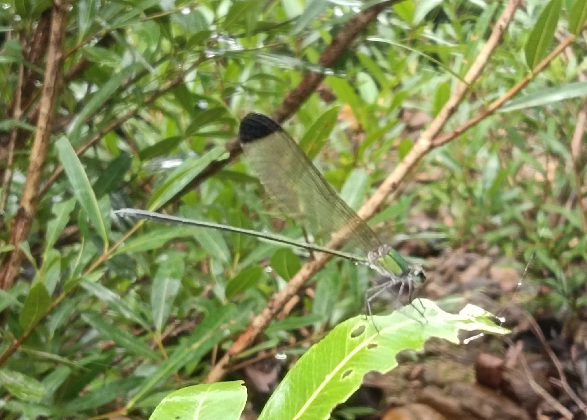 Black-Tip Flashwing