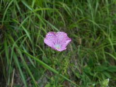 Linum viscosum