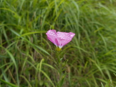 Linum viscosum