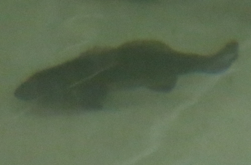 Totoaba