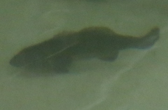 Totoaba photo 2