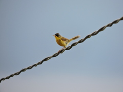 Geothlypis poliocephala