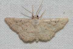 Idaea tacturata
