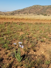 Dimorphotheca spectabilis