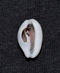 Palmadusta asellus