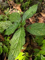 Paraphlomis javanica