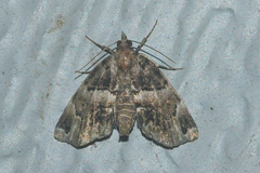 Cutina distincta