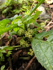 Paraphlomis javanica