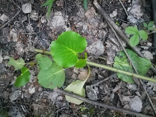 Наблюдение на iNaturalist