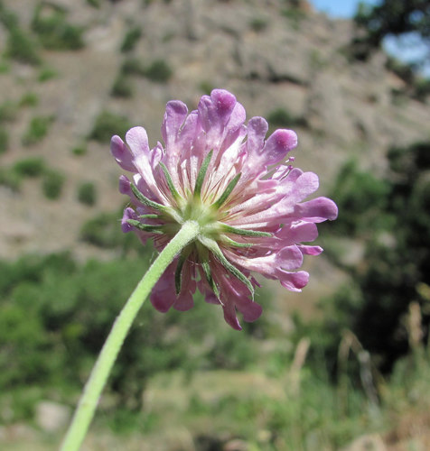 Small Scabious