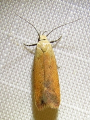 Anacampsis fullonella