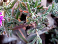 Drosanthemum ambiguum