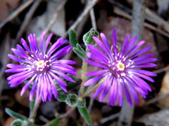 Drosanthemum ambiguum
