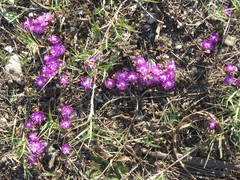 Drosanthemum ambiguum