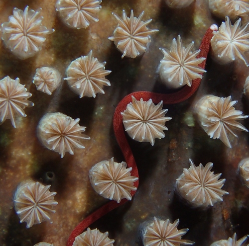 Braun's pughead pipefish (Bulbonaricus brauni) — Syngnathidae