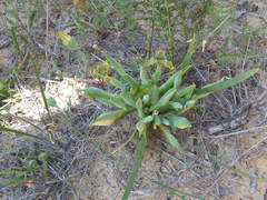 Ferraria parva