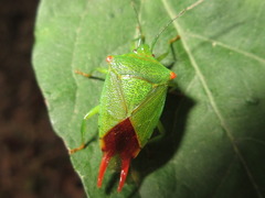 Acanthosoma labiduroides