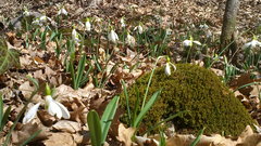 Galanthus plicatus