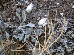 Matthiola odoratissima