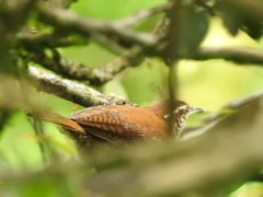 Thryophilus rufalbus