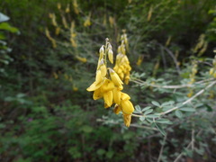 Cytisus nigricans