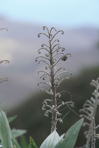Echium acanthocarpum, photograph 6