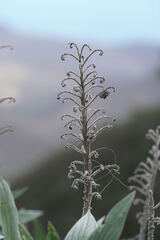 Echium acanthocarpum, photograph (c) Connor Connolly-Moyls, some rights reserved (CC BY)