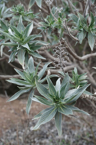 Echium acanthocarpum, photograph 5