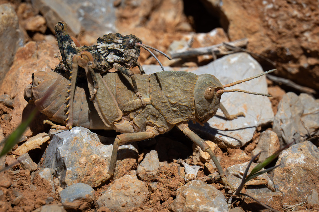 Ocnerosthenus kneuckeri