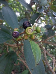 Miconia subhirsuta