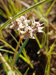 Asclepias stellifera