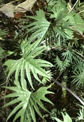 Ipomoea × multifida