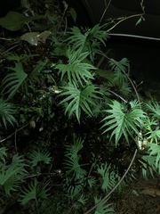 Ipomoea × multifida