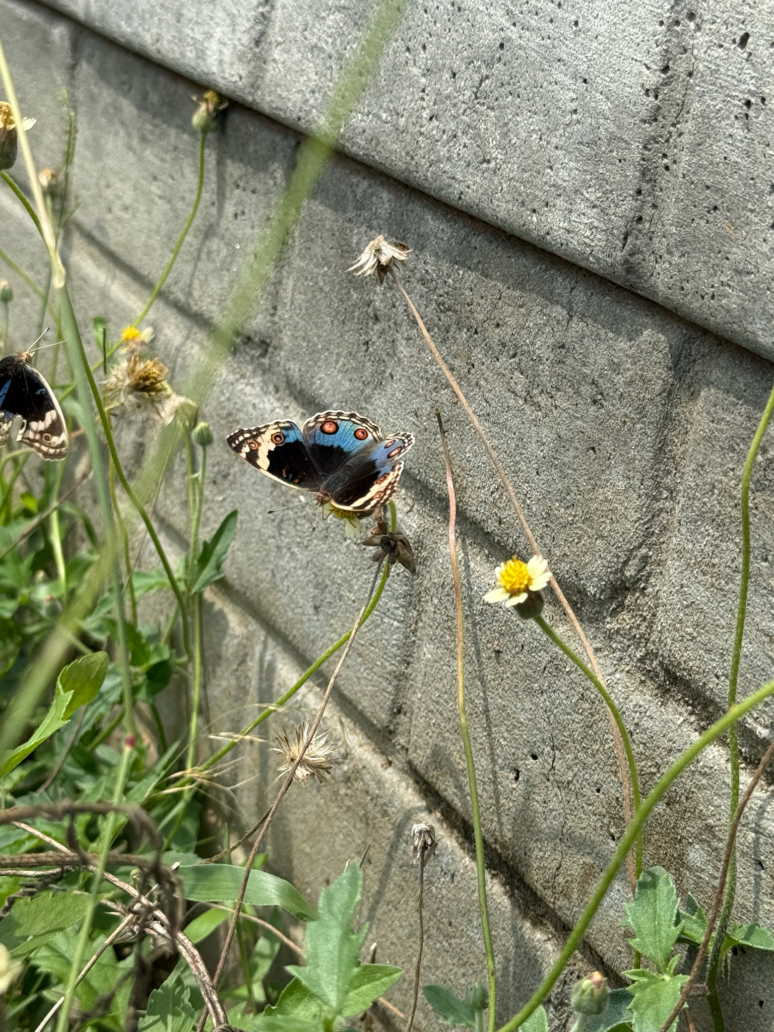 Blue Pansy