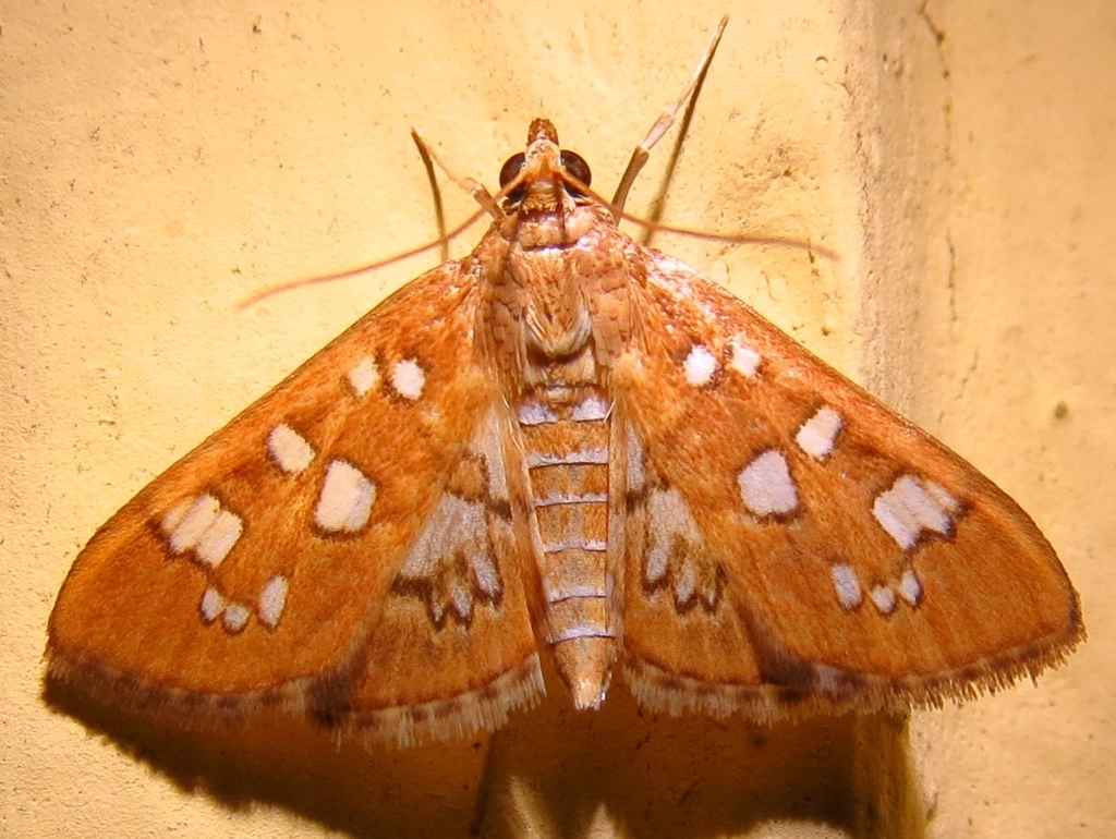 Media Moth