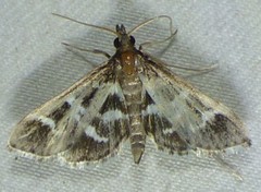 Diasemiodes janassialis