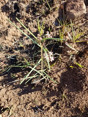 Asclepias stellifera