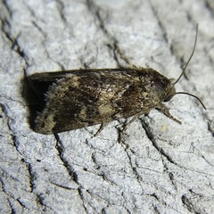 Schinia sordidus