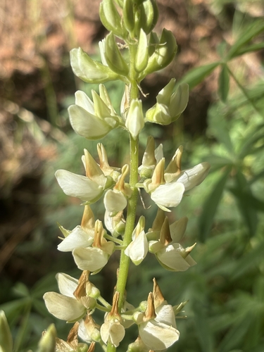 Bearded Lupine (Lupinus barbiger)