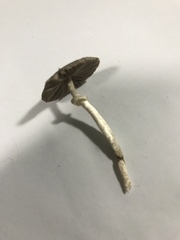 Agaricales