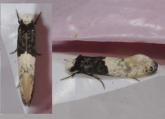 Trichophaga tapetzella