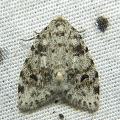 Clemensia ochreata