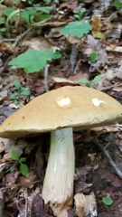 Boletus gertrudiae